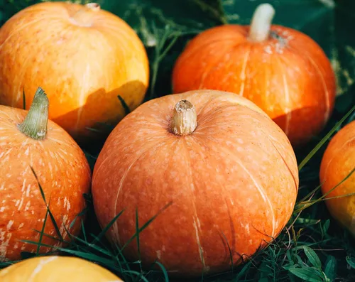Miniatura 7 de Food to Live Semillas orgánicas de calabaza en polvo, 2 libras, 60% de proteínas, sin OMG, no irradiadas, harina pura, kosher, superalimento vegano