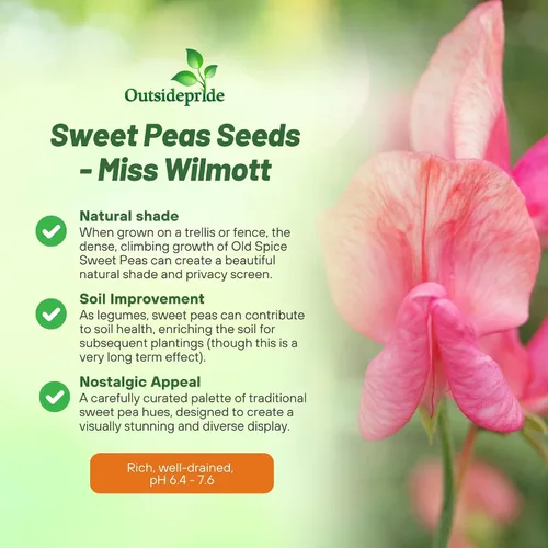 Miniatura 3 de Outsidepride Miss Wilmott Semillas de guisantes dulces – 100 piezas anuales, fáciles de cultivar, semillas de vid para plantar flores fragantes