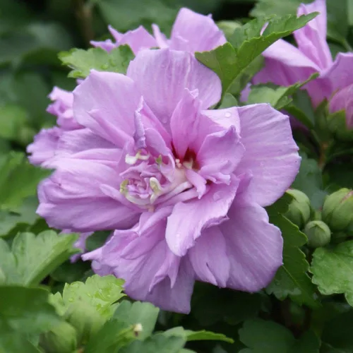 Brighter Blooms - Rosa lavanda de Sharon Althea Tree, 3-4 pies - Floraciones vibrantes en un árbol que ahorra espacio - No hay envío a AZ