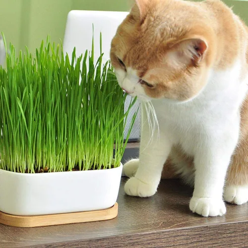 Miniatura 3 de Suelo de cultivo de hierba para gatos (4 cuartos de galón), tierra para comenzar y cultivar hierba para gatos, fibra de coco suelta para cultivar