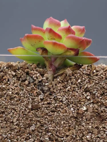 Miniatura 7 de Vermiculita orgánica de 2 cuartos de galón, vermiculita hortícola para plantas, aditivo de suelo para plantas en maceta, vermiculita gruesa