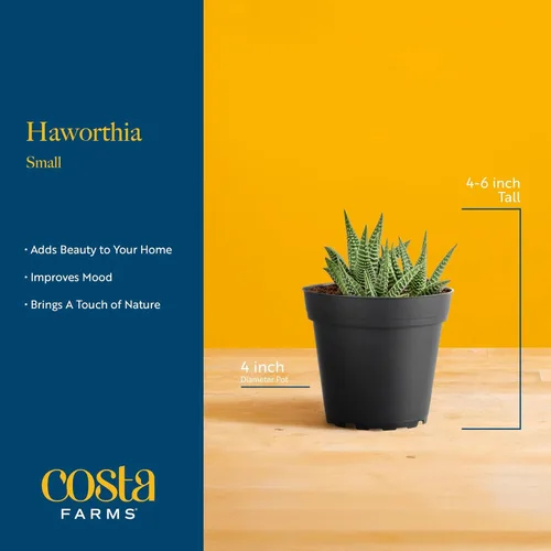 Miniatura 4 de Costa Farms - Suculentas Maceta decorativa