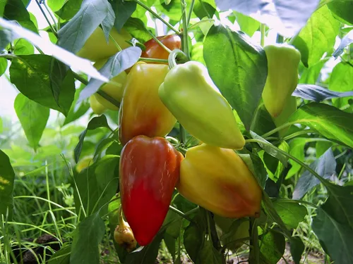 Miniatura 5 de Semillas de pimiento dulce blanco-rojo Belozerka Vegetal sin OMG para plantar