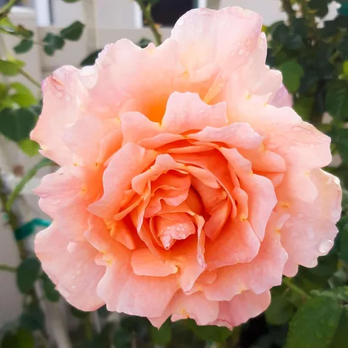 Miniatura 10 de Heirloom Roses Planta de rosas - Aliento de vida Albaricoque Rosal, rosas trepadoras, planta viva para plantar al aire libre