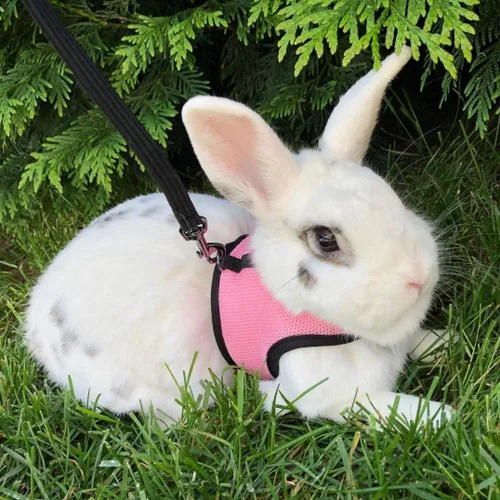 Miniatura 6 de PETTOM Arnés para Conejo Conejillo de Indias con Correa Elástica Extensible, Lindo Arnés de Malla Suave para Mascotas Pequeñas, Sin Tirones, Cómodo