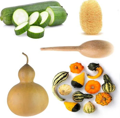 Colección de semillas de calabaza, 4 variedades tradicionales sin OMG. Botella Birdhouse, esponja Luffa, gota, mezcla pequeña.
