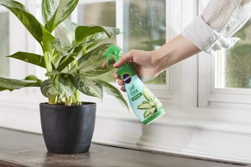 Miniatura 2 de Miracle-Gro Leaf Shine Spray para plantas de interior de hojas duras, limpia y embellece el follaje, 8 onzas líquidas (paquete de 2)