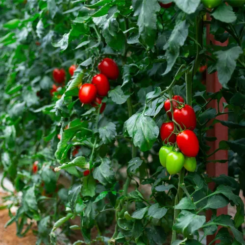 Miniatura 7 de Semillas de tomate Roma (50 semillas)
