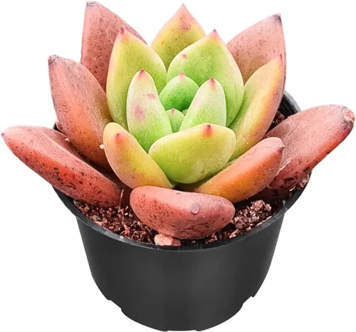 Miniatura 2 de Sprout N Green Echeveria 'Baekya', planta suculenta viva de 'White Night' totalmente enraizada en maceta de 2 pulgadas, decoración de boda