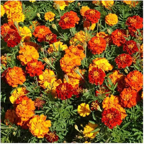 Miniatura 6 de Everwilde Farms - 500 semillas de flores silvestres de caléndula francesa Sparky Mix - Paquete de semillas jumbo Gold Vault