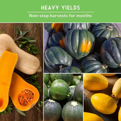 Miniatura 5 de Colección de Semillas de Calabaza para Plantar – 5 Paquetes de Calabaza de Verano e Invierno – Calabacín Redondo, Cuello Recto Amarillo, Espagueti
