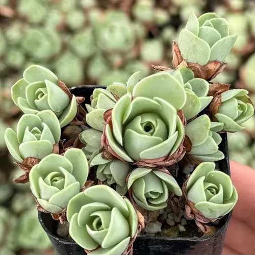 Miniatura 4 de Mountain Rose Cactus - Planta viva suculenta muy rara en maceta de 2 pulgadas, planta Stater