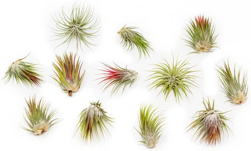 Miniatura 7 de Paquete de 5 plantas grandes de aire Tillandsia Ionantha de Guatemala - Plantas suculentas vivas para el hogar - Disponibles al por mayor y a granel