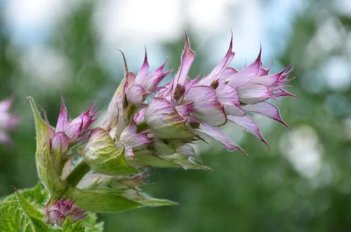 Miniatura 3 de Semillas Clary Sage Medicinal Herb Non GMO