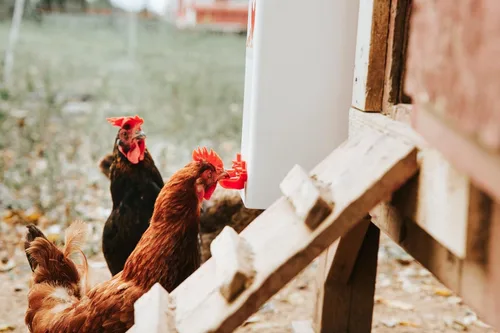 Miniatura 5 de RentACoop Bebedero de pollo de altura alta de 2 galones con tazas de llenado automático, pezones horizontales, cono anti-gallina y kit de montaje