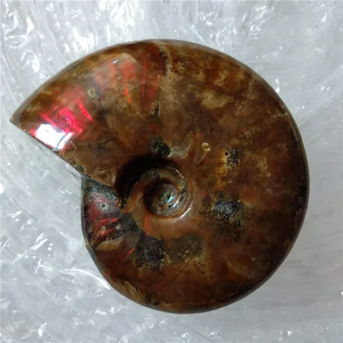 Miniatura 4 de LIXUAN Amonita Fósil Cleoniceras Iridesce Amonita Arco iris Espécimenes fósiles Amolita de Madagascar Fósil