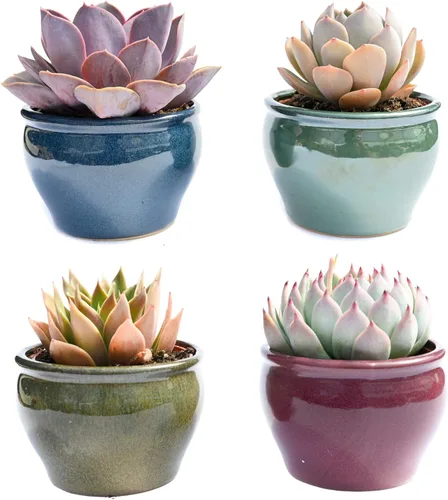 Suculentas vivas en macetas - Plantas suculentas vivas en macetas (colección Echeveria)