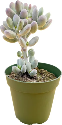 Miniatura 2 de Sprout N Green Cotyledon Orbiculata cv., Rara planta suculenta viva enraizada en maceta de 4 pulgadas, decoración de boda en interiores y Cotiledón