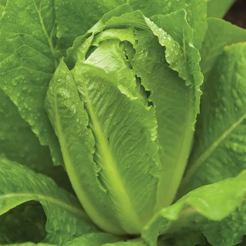 Miniatura 7 de Semillas de lechuga Burpee Buttercrunch híbrido (orgánico) 1100 semillas Buttercrunch Hybrid (Orgánico)