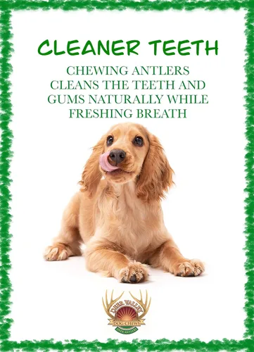 Miniatura 5 de Paquete de 3 cuernos masticables medianos para perros, cuernos de ciervo Texas de 5 a 7 pulgadas para perros de 20 a 35 libras, desprendimiento