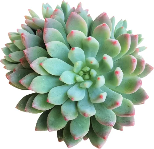Echeveria Sedeveria Blue Elf 2 pulgadas | Suculenta saludable Echeveria Live Easy Care planta interior de casa, totalmente arraigada en tamaños de