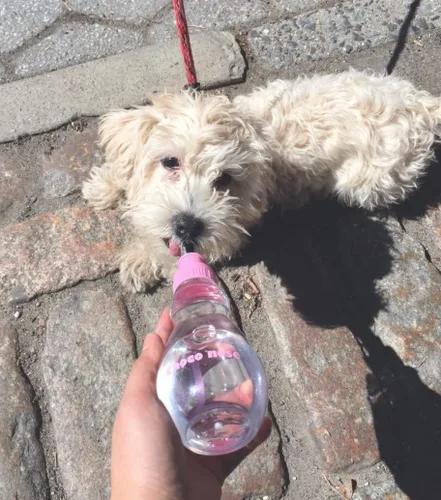 Miniatura 4 de Choco Nose Botella de agua de viaje portátil patentada/comedero para perros/cachorros/gatos/conejos y otros animales de tamaño pequeño -8 oz.