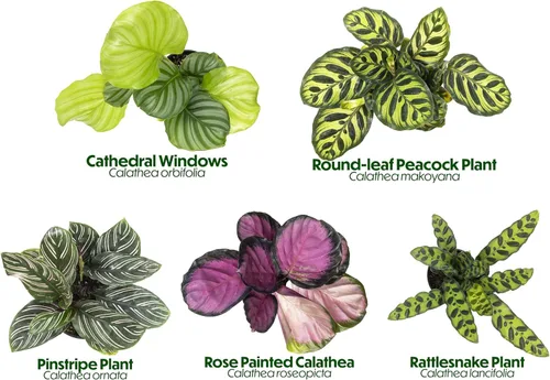 Miniatura 8 de Calathea - Plantas de oración vivas (4 unidades), plantas de interior aptas para mascotas, paquete de plantas de interior de oración, mezcla