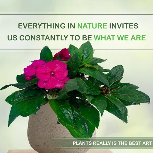 Miniatura 6 de LEAL PLANTS ECUADOR Impatiens Pink 2 Pack – Anual floreciente exuberante con flores rosas suaves, planta tropical de fácil cuidado, purificadora