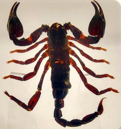 Miniatura 14 de 44mm de escorpión negro real en resina de lucite transparente cristalina, especímenes de artesanía, insectos de varios animales, colección