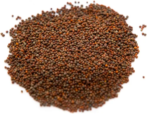 Miniatura 2 de Semillas de brócoli para germinado y microverdes Variedad Waltham 29 Semillas sin OMG y de legado Bolsa resellable de 1.13 kg (40 oz) al por