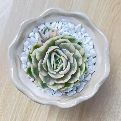 Miniatura 23 de Succulent Plants Live– Easy Care Bare Root Succulents for Indoor Outdoor Decor, Mini Live Plants for Home, Garden, Office, & Gift Ideas