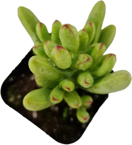 Miniatura 5 de Plantas Crassula vivas (2" Pot Crassula ovata 'Tricolor')