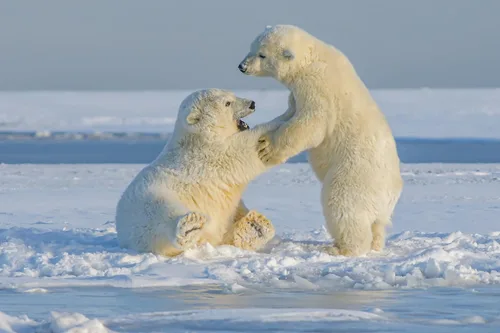 Miniatura 8 de Fahlo Pulsera de seguimiento de oso polar Rastrea el viaje de un oso polar real Apoya la conservación de la vida silvestre Elástica, talla única