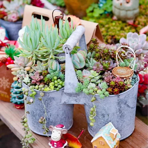 Miniatura 5 de Sprout N Green Plantas suculentas vivas, paquete de 8 suculentas reales surtidas en maceta de 2 pulgadas con mezcla de tierra, plantas pequeñas