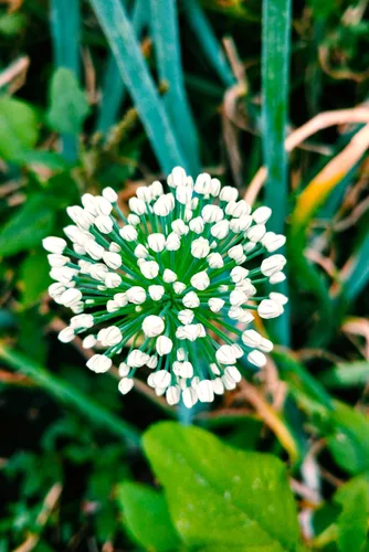 Miniatura 9 de Semillas de ajo silvestre más de 100 semillas para cultivar Allium Ursinum Ramsons de larga vida perenne para plantar en primavera u otoño