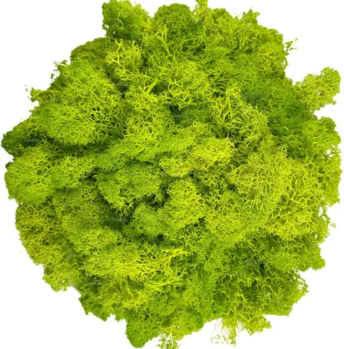 Miniatura 10 de Musgo artificial preservado de musgo para plantas en maceta, musgo verde fresco natural para manualidades, decoración de pared floral, centros