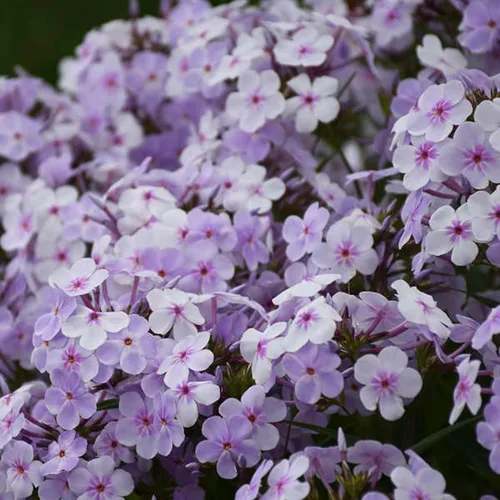 50 Pink-a-dot Phlox Seeds Flower Perenne Seed Flowers Butterfly Perenne Flower Garden Seed Flowers Seed Flowers Seed Flower