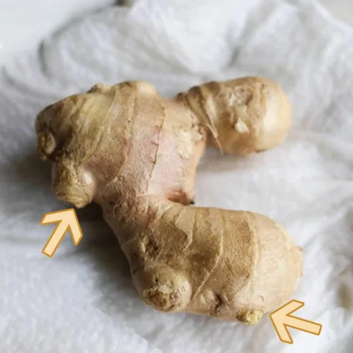 Miniatura 5 de Comienza la planta de raíz de jengibre culinaria fresca, ideal para comer fresco para sushi, cocinar, saludable y sabroso. Fácil de cultivar