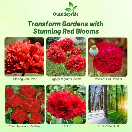 Miniatura 2 de Outsidepride Semillas de peonía y amapola para plantar, 5,000 piezas anuales, tolerantes a la sequía y fáciles de cultivar semillas de flores Rojo