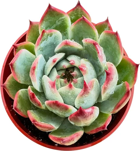 Miniatura 7 de Sprout N Green Echeveria agavoides 'Lipstick', suculenta viva totalmente arraigada en maceta de inicio de 4 pulgadas, planta de casa para interiores
