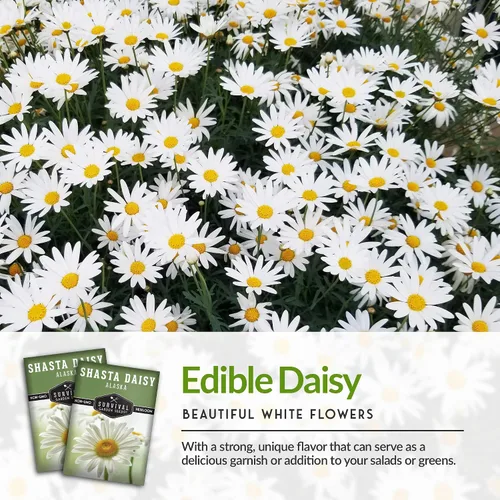 Miniatura 4 de Semilla de margarita Shasta para jardinería, paquete con instrucciones para plantar y cultivar hermosas flores perennes blancas en el jardín