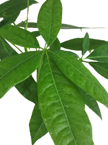 Miniatura 6 de Pachira Aquatica - Planta viva de árbol de dinero chino trenzado – Árbol bonsái vivo de 12 a 16 pulgadas de alto – Planta purificadora de aire