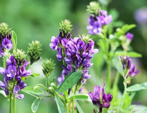 Miniatura 4 de 100 semillas de alfalfa morada, cultivo de cobertura regenerativa, semillas certificadas sin OMG de alta germinación, semillas convencionales