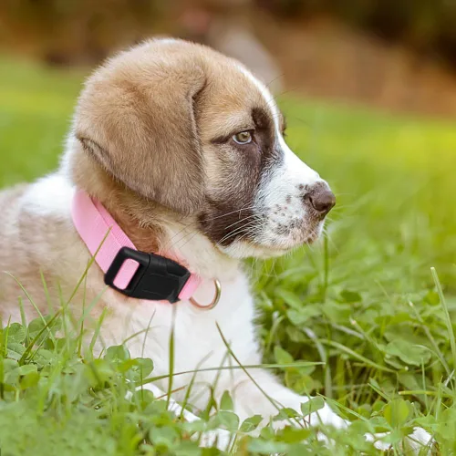 Miniatura 2 de Collar de perro rosa básico ajustable para cachorros, perros pequeños, medianos y grandes, con collar de nailon transpirable de liberación rápida