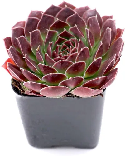 Miniatura 4 de Mountain Crest Gardens Sempervivum - Paquete variado de suculentas – 20 plantas de roseta vivas resistentes, sin repeticiones, enraizadas en macetas