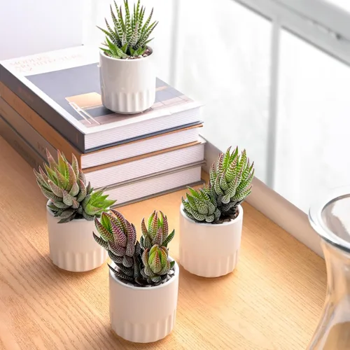 Miniatura 3 de Plantas suculentas (paquete de 4), suculentas vivas totalmente enraizadas en macetas de cultivo de 2 pulgadas, planta de casa única en maceta