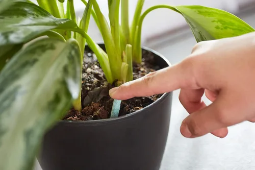 Miniatura 4 de Miracle-Gro Picos de alimentos para plantas de interior, incluye 48 picos, alimentación continua para todas las plantas de interior con flores