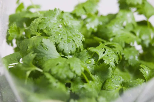 Miniatura 2 de Semilla de cilantro, semillas de germinación, microverde, brotes, 16 onzas, sin OMG – Marca Country Creek Acres – Alta germinación de brotes
