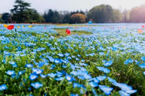 Miniatura 3 de 8000 Blue Papaver Rhoeas Seeds Poppy Heirloom Rare Poppies Himalayan Meconopsis Flower Seeds