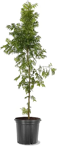 Pistache chino, caducifolio, árbol de sombra, tolerante a la sequía, resistente, tamaño mediano, altura del árbol de 3-4 pies, 5 galones (debido a